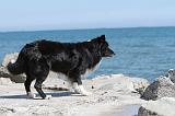 BORDER COLLIE 1593